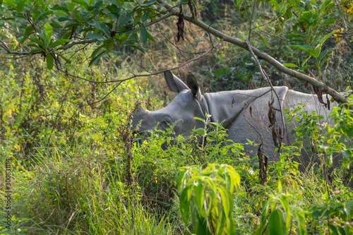 Rhino in Chitwan safari