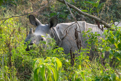 Rhino in Chitwan