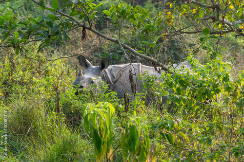Rhino in the wild