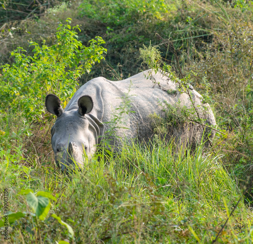 one horn Rhino