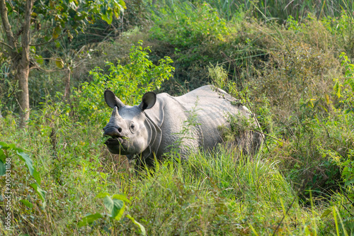 Rhino