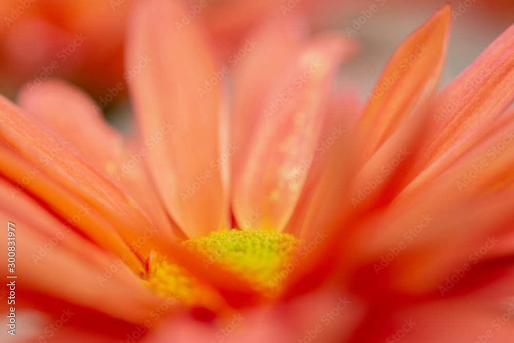 Red chrysanthemums close up in the garden Red chrysanthemums close up in the garden