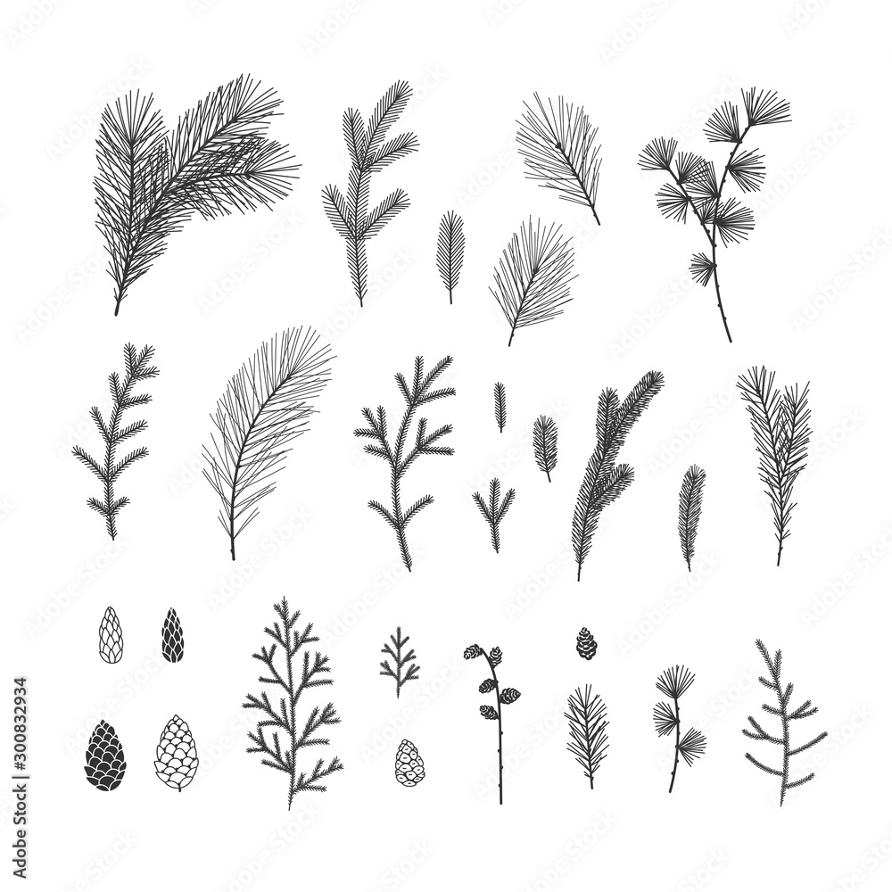 Hand drawn winter floral illustrations collection on white background
