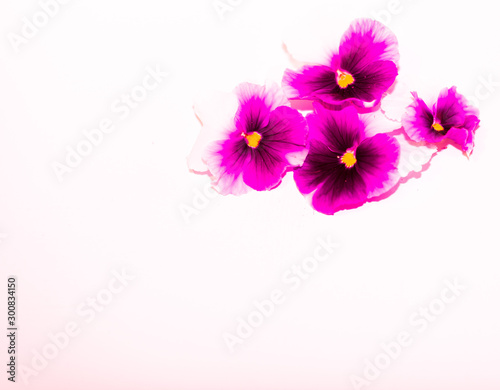 Fototapeta Naklejka Na Ścianę i Meble -  pink flowers isolated on white background