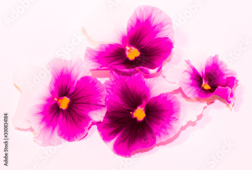 Pink Violet flowers