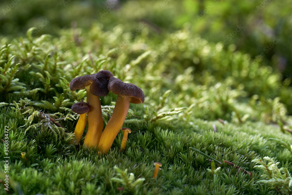 Edible mushroom Craterellus tubaeformis in the wet spruce forest. Also known as Yellowfoot, winter mushroom, or Funnel Chanterelle. Mushroom in the moss, sunny day. Autumn time in the forest.