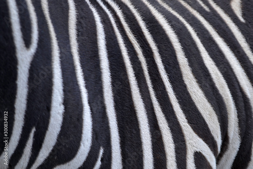 Black and white stripes. Close-up of neck and mane of zebra.