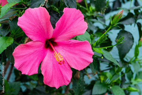 Pink hibiskus flower with yellew stamens. Blooming flower with notched leaves. photo