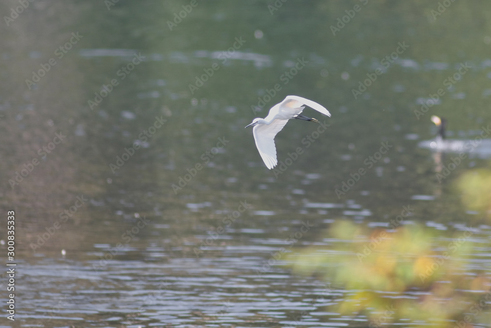 egret egret