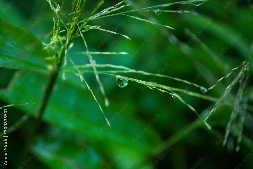 Water drop on green leaf in the garden Water drop on green leaf in the garden