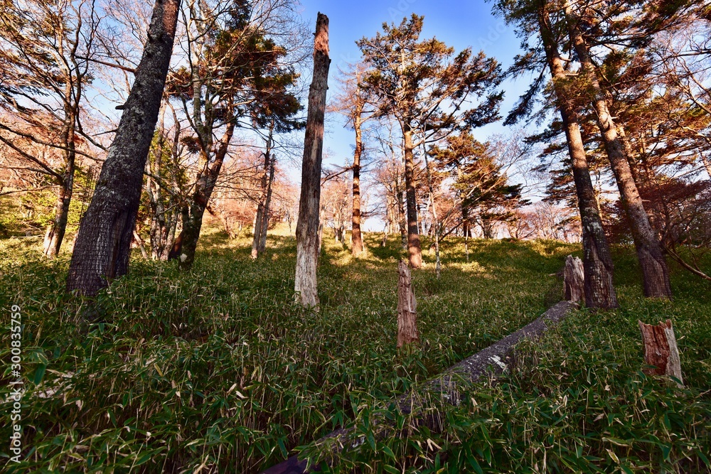 Obraz premium forest in autumn