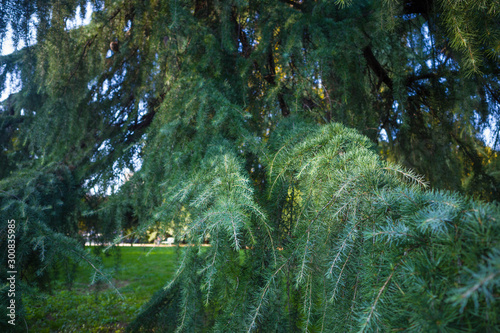 Tree Cedrus Atlantica closeup in Parco Sempione Milan (Milano)