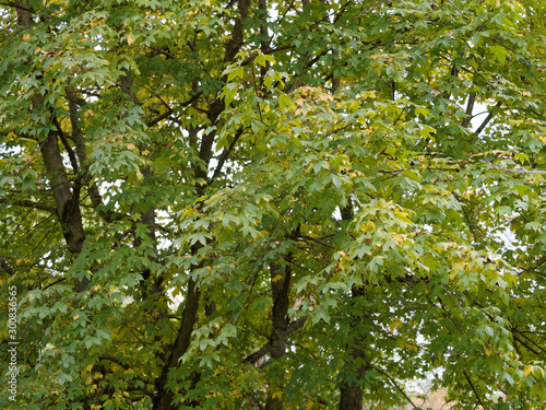 (Acer x neglectum 'Annae' oder Acer × zoeschense) Roter Feldahorn Annae or Zoeschener Ahorn mit dichtem Laub und Blättern mit fünf Lappen photo