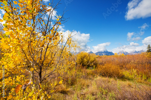 Fototapeta Naklejka Na Ścianę i Meble -  Autumn in Grand Teton