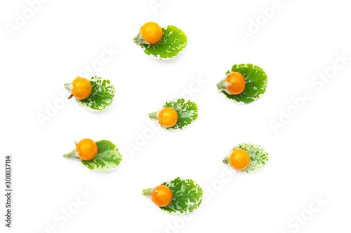 Yellow tomatos and green leave  isolated on a white background.