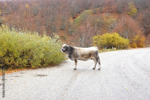 cow in the mountain road