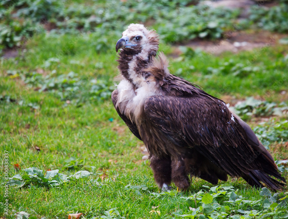 Fototapeta premium Black vulture. It is a bird of the hawk family. It is one of the largest flying birds in the world.