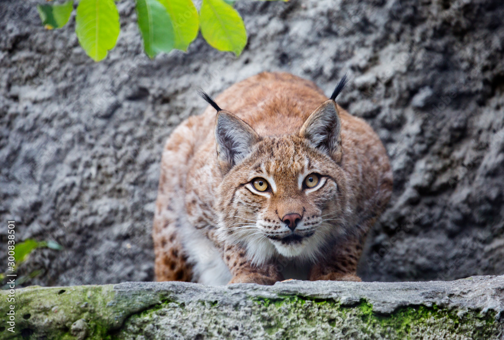 The Eurasian lynx. The Eurasian lynx is the largest of all lynxes. Legs large well furred in winter, which allows the lynx to walk on the snow without sinking. On tinnitus long tassels. The Eurasian lynx. The Eurasian lynx is the largest of all lynxes. Legs large well furred in winter, which allows the lynx to walk on the snow without sinking. On tinnitus long tassels.