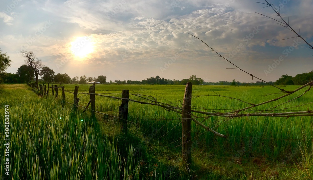 Rice fields landscape with green rice in the evening