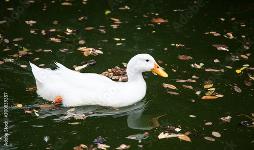 Wallpaper Mural Pato blanco nadando en el estanque del Carmen de los Mártires en Granada Torontodigital.ca