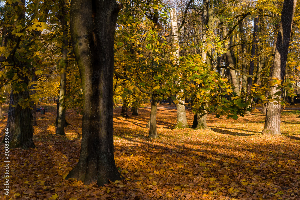 Park Konstytucji 3 Maja w Białymstoku, Jesień w parku, Białystok, Podlasie