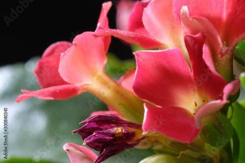 red kalanchoe flower