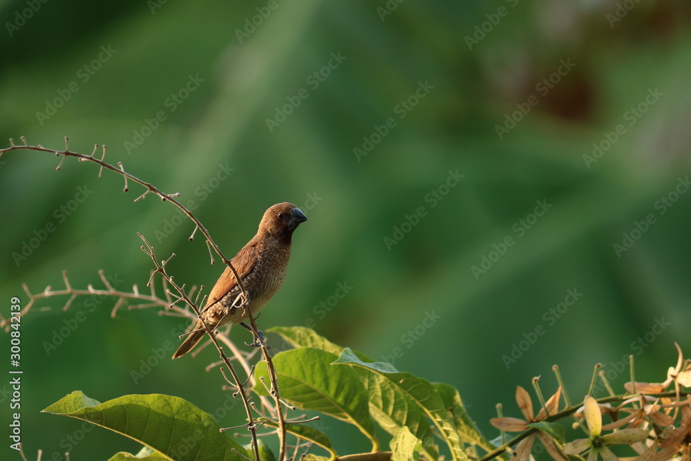 Fototapeta premium bird on a branch