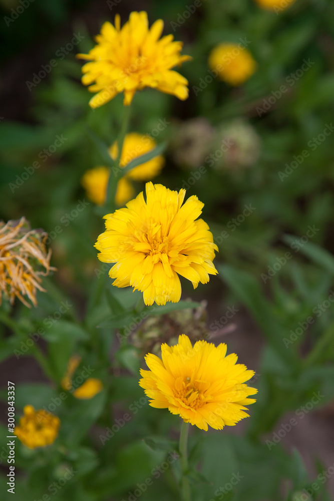 Calendula blooming in the garden. Yellow flowers and green leaves. . Calendula blooming in the garden. Yellow flowers and green leaves. .