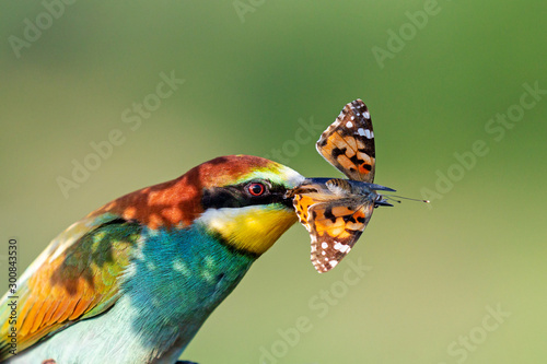 bright wild bird with a butterfly in its beak