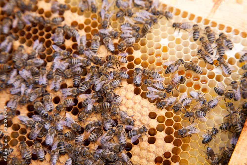Working bees in a hive on honeycomb. Bees inside hive with sealed and open cells for their young.. Working bees in a hive on honeycomb. Bees inside hive with sealed and open cells for their young..
