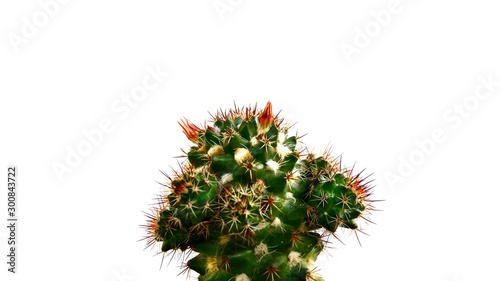 cactus on white background