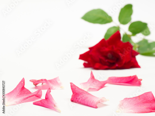 Red roses on a white background There is space to put text.