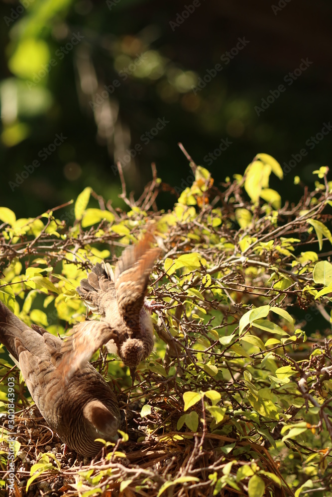 Fototapeta premium birds nest