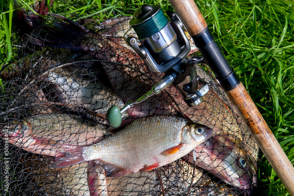 Single freshwater white bream or silver bream on keepnet with bronze breams or carp breams on green grass and fishing rod with reel on natural background.. Single freshwater white bream or silver bream on keepnet with bronze breams or carp breams on green grass and fishing rod with reel on natural background..