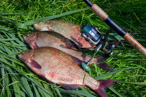 Three big freshwater common bream fish and fishing rod with reel on green reed..