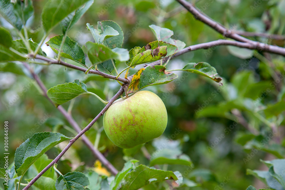 Shiny delicious green apples on a branch ready to be harvested in an apple orchard..