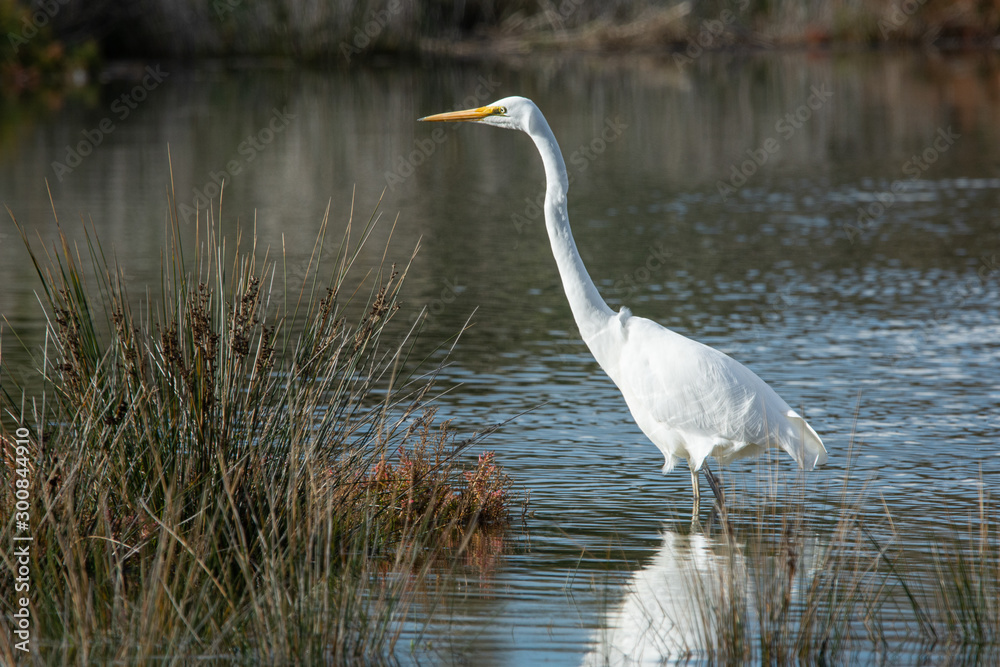 Obraz premium Great Egret hunting in natural wetland surround, Australian native bird.