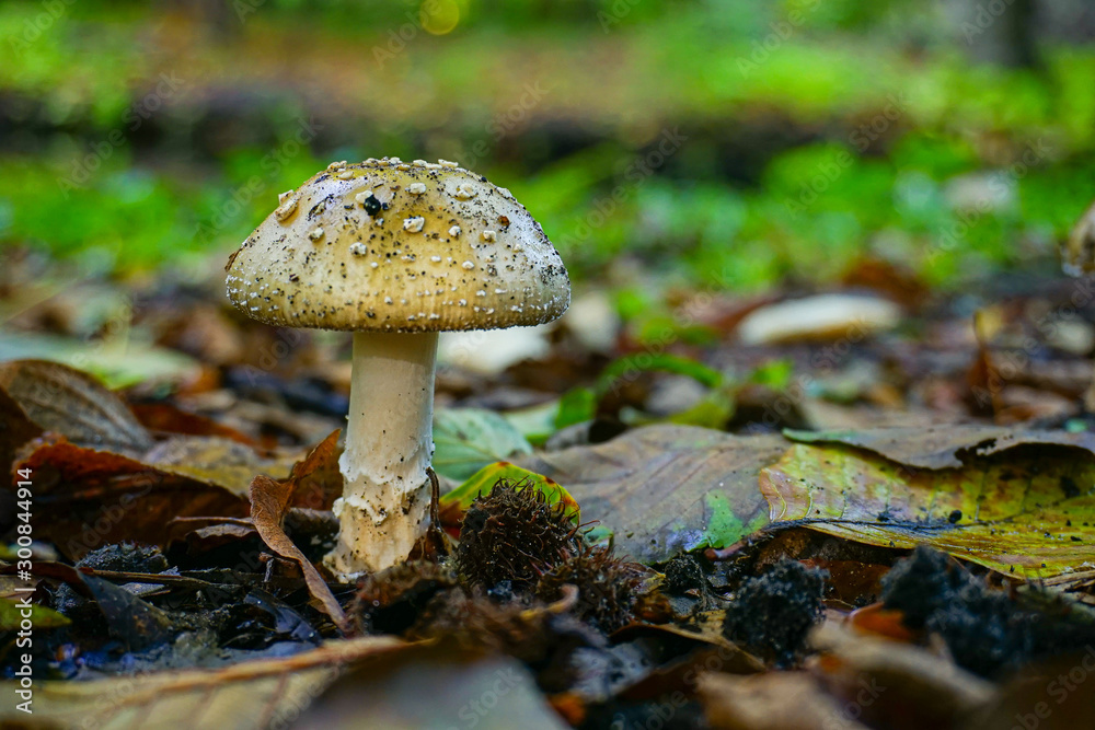 mushroom in the forest mushroom in the forest
