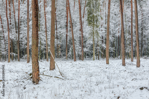 Fototapeta Naklejka Na Ścianę i Meble -  Las