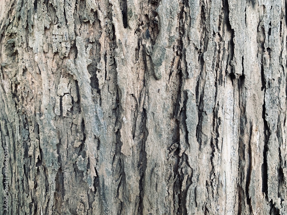 old tree bark old tree bark