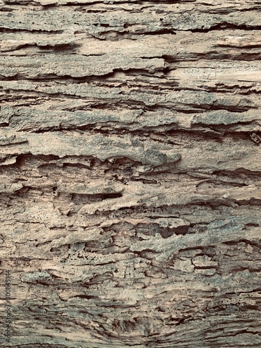 old wood texture of tree bark