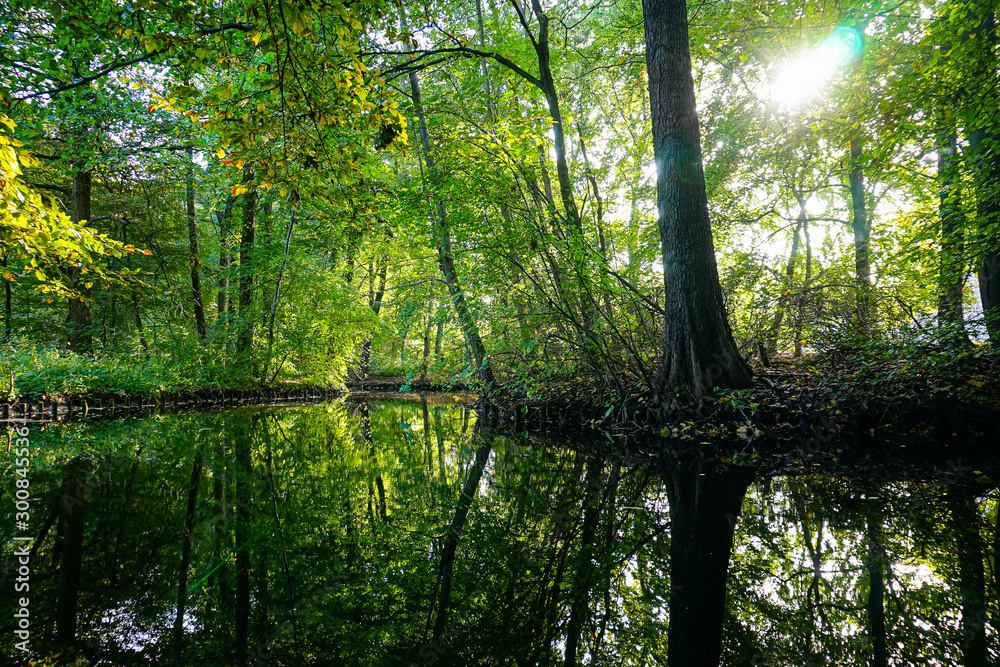Obraz premium trees in the forest with reflection