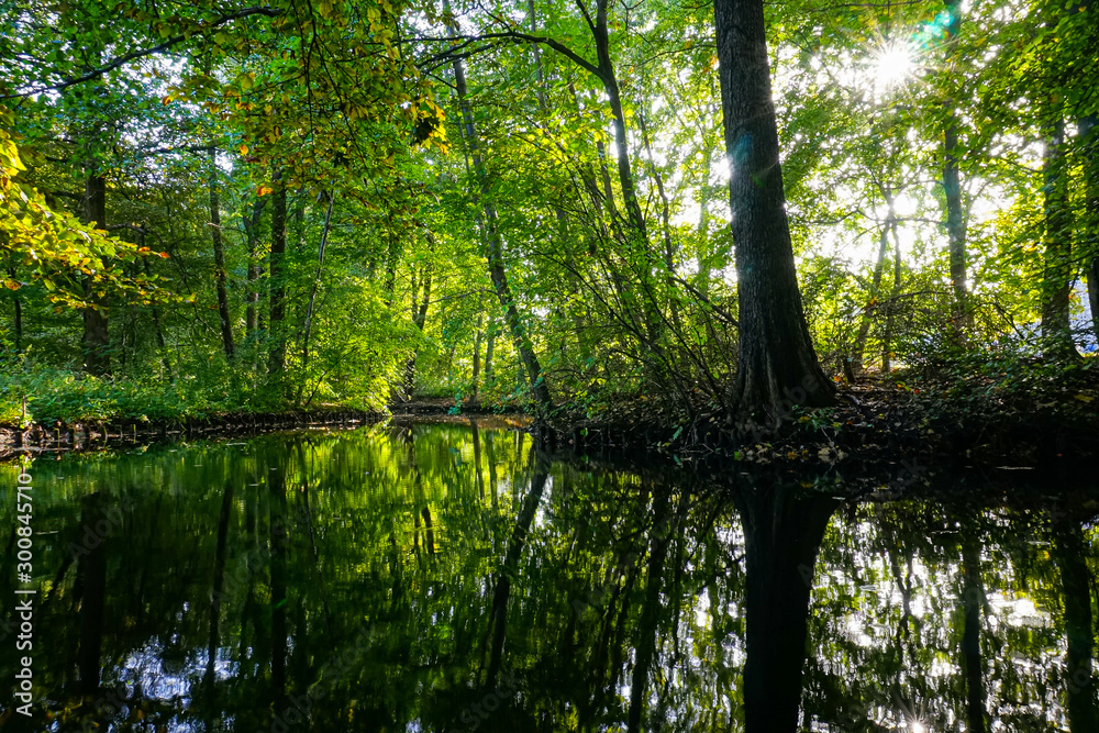 Fototapeta premium trees in the forest with reflection