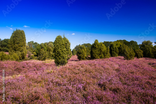 Landscape with flowering heather  Calluna vulgaris  nature reserve Lueneburg Heath  Lower Saxony  Germany  Europe