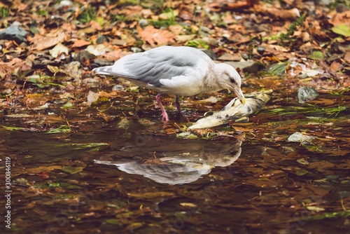 scavenger