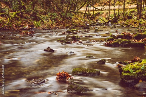 stream in the forest photo