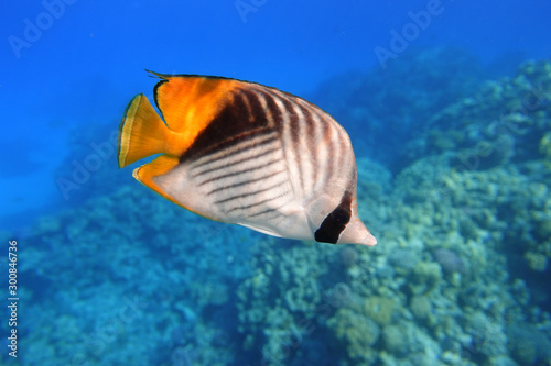 Butterflyfish In The Ocean. Tropical Fish In The Sea Near Coral Reef.