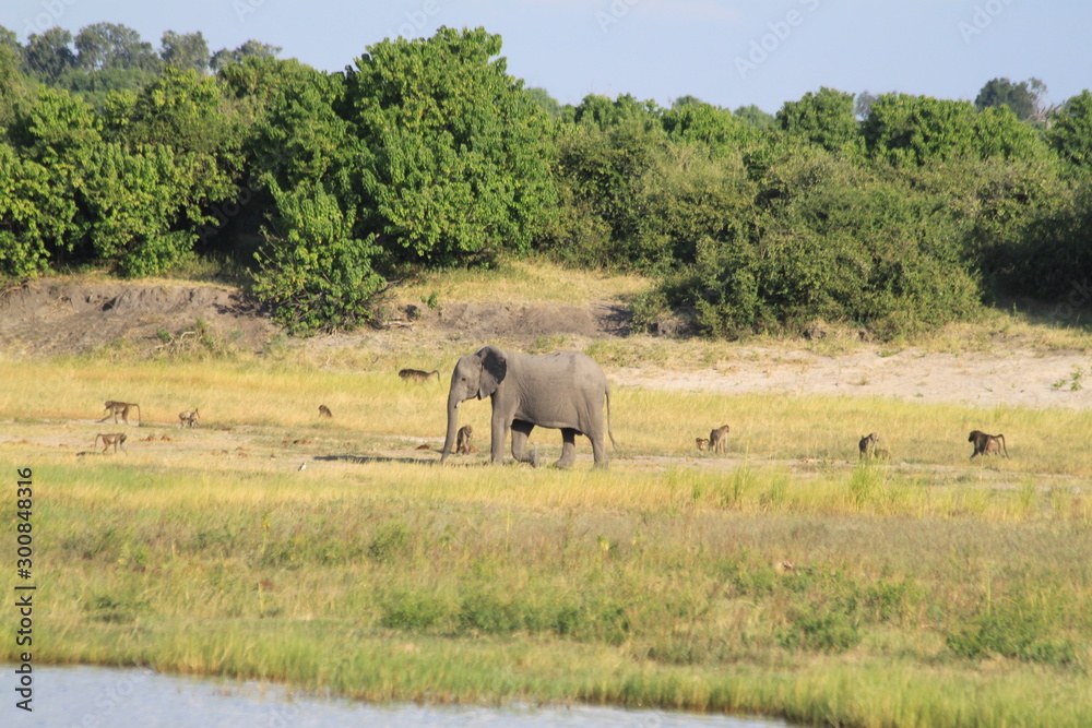 Obraz premium Eléphants au bord de l'eau