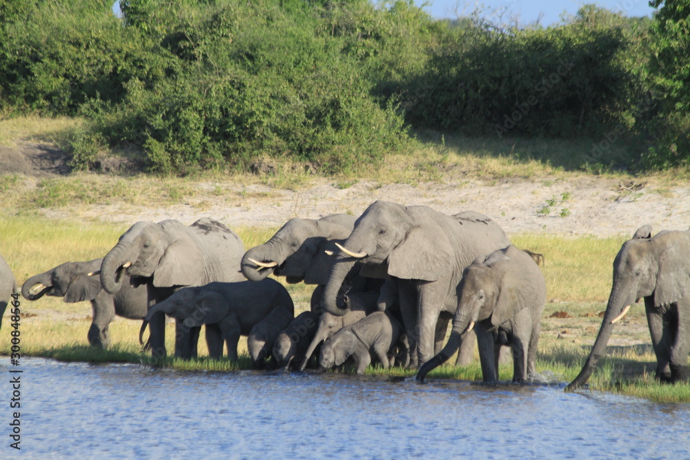 Obraz premium Eléphants au bord de l'eau