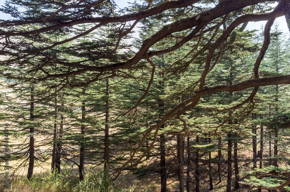 Fototapeta premium Cedar trees, Bsharri, Lebanon